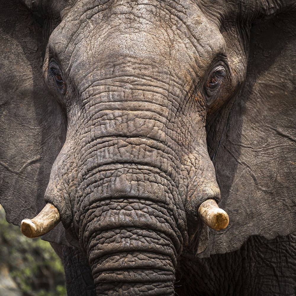 best elephants photographs  21