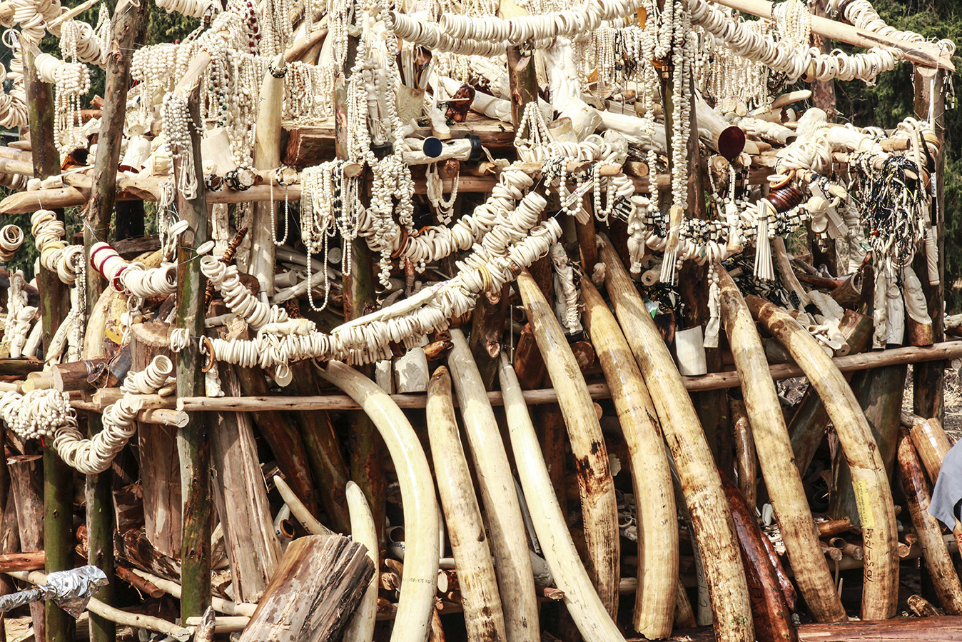 Ethiopia becomes second African nation in 2015 to burn ivory stockpiles