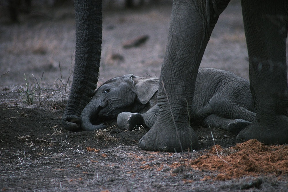best elephants photographs  24