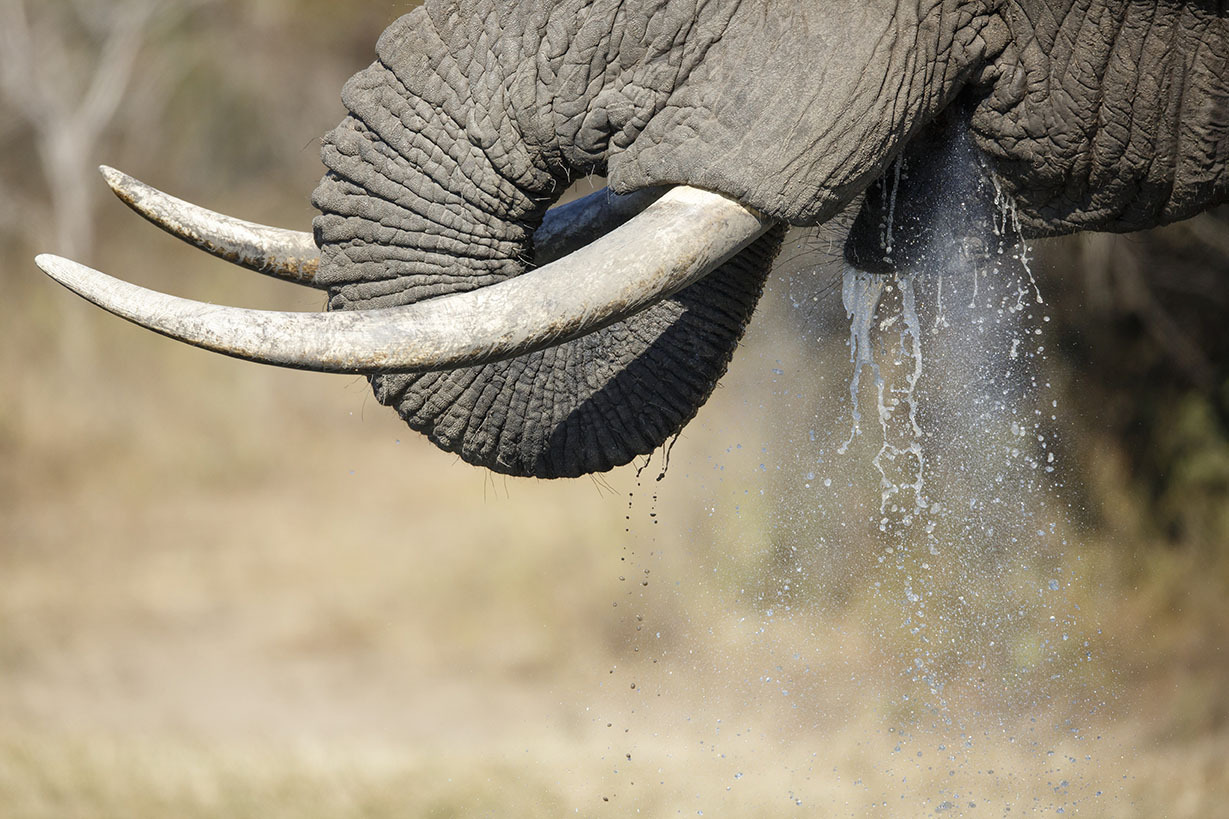 An elephant bull drinking