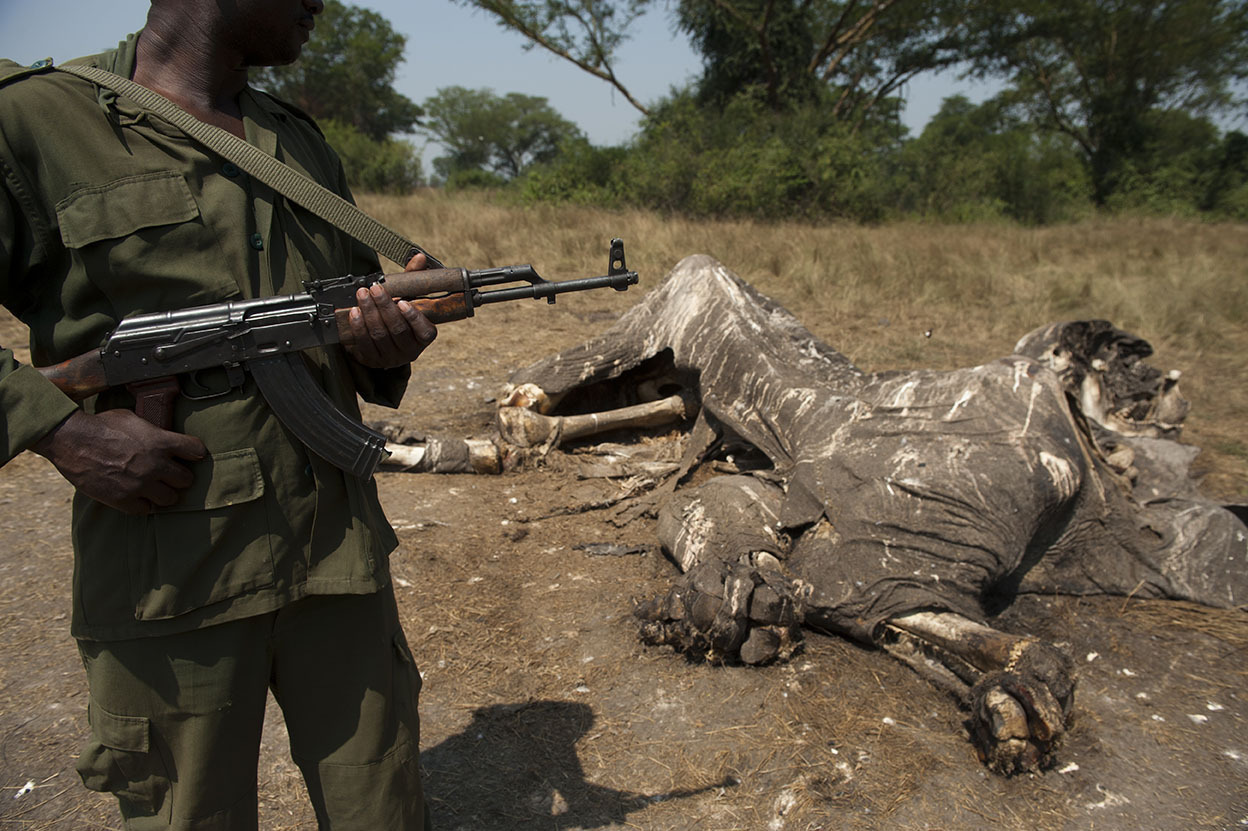 An elephant poached for its tusks in Queen Elizabeth National Park.