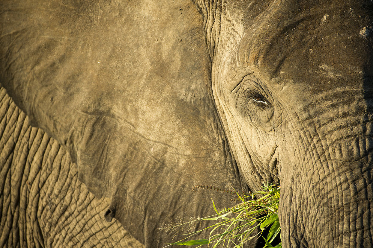 Elephant Feeding on Grass, Chobe National Park, Botswana