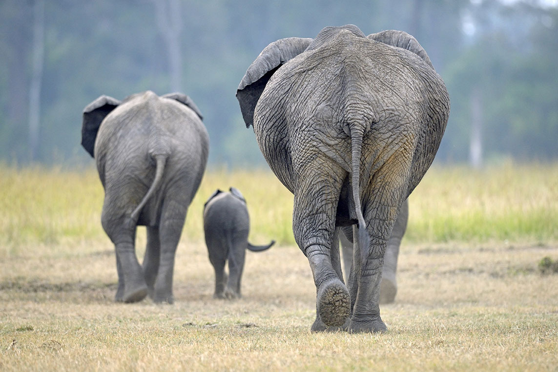 Kenya, Masai Mara Reserve, African Elephant (Loxodonta africana), and young family back in the forest