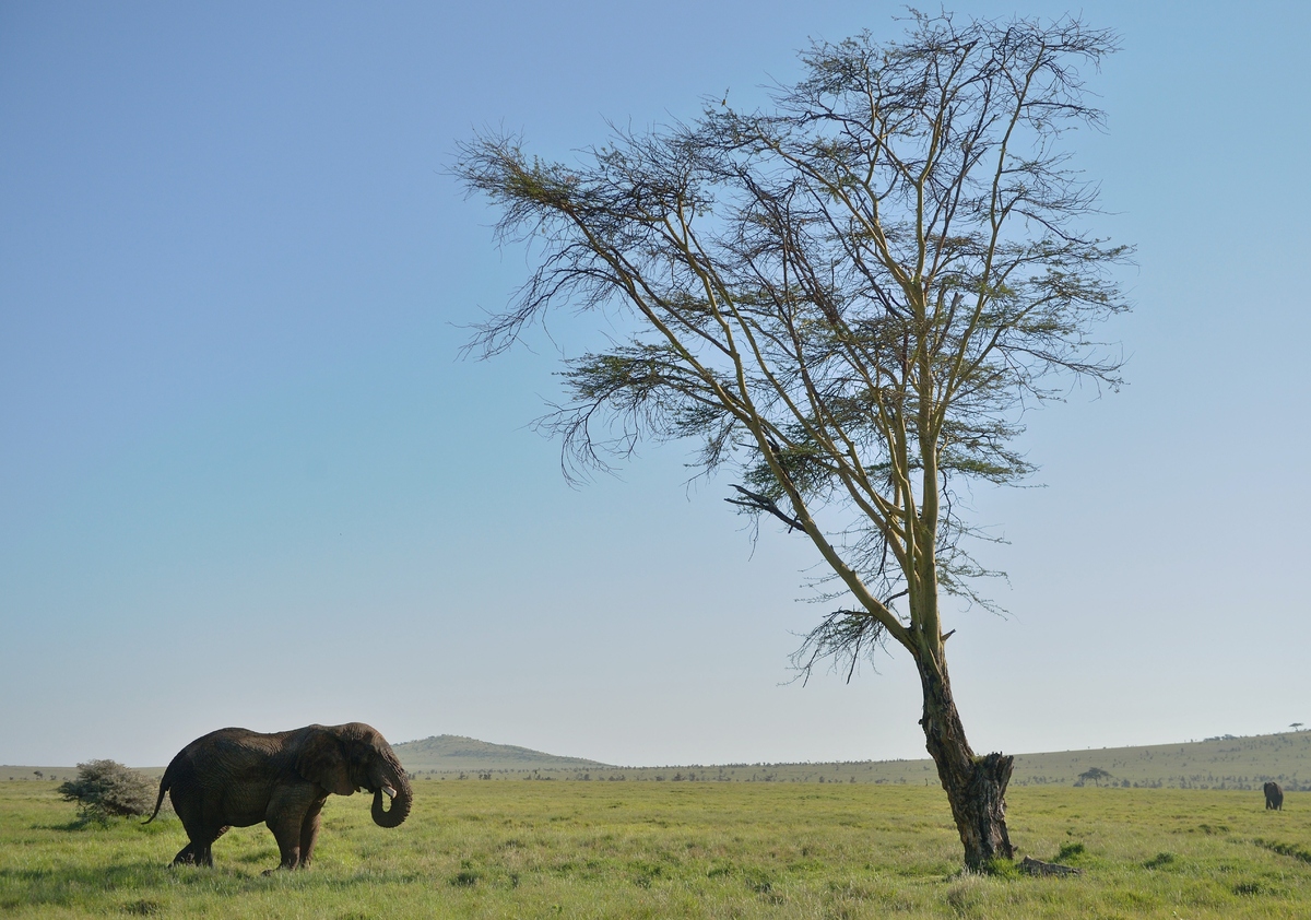best elephants photographs  29