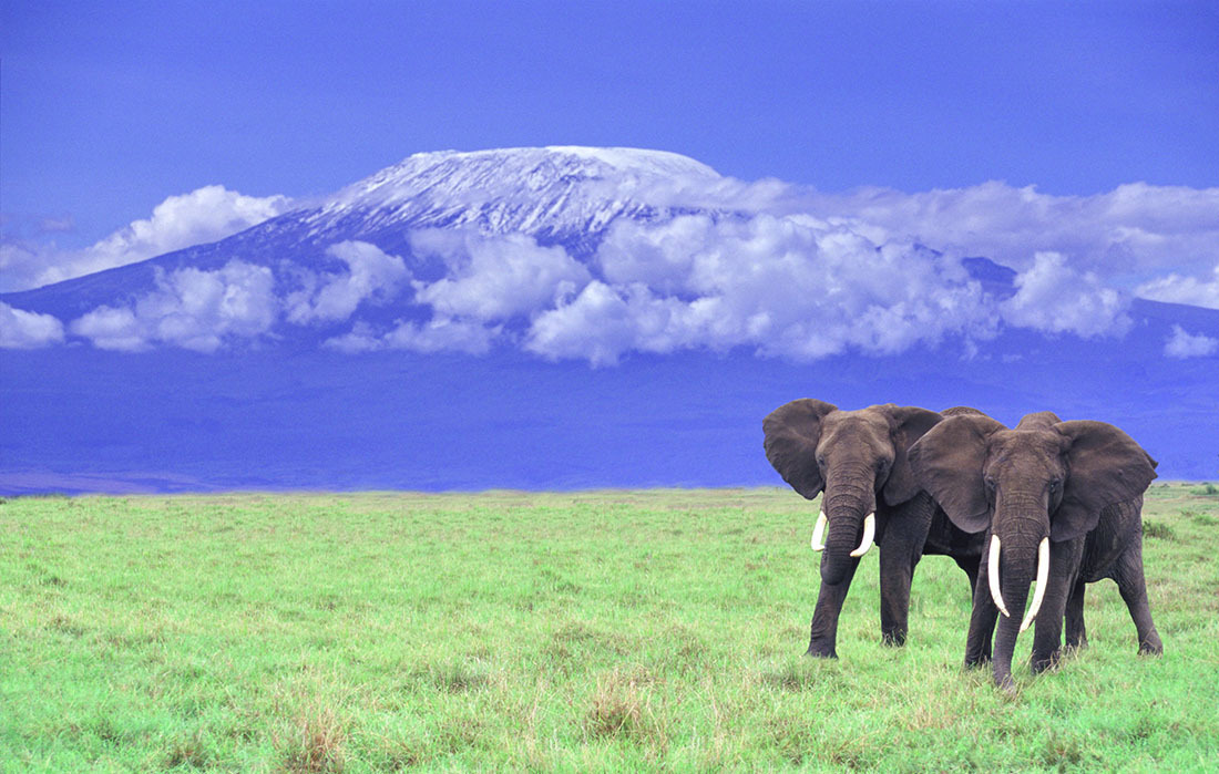 African Elephants near Mount Kilimanjaro