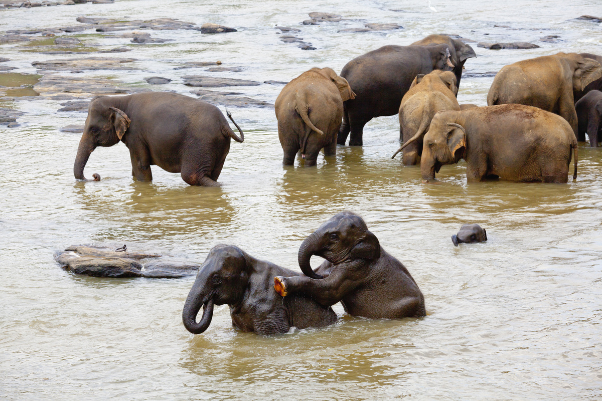 best elephants photographs  30