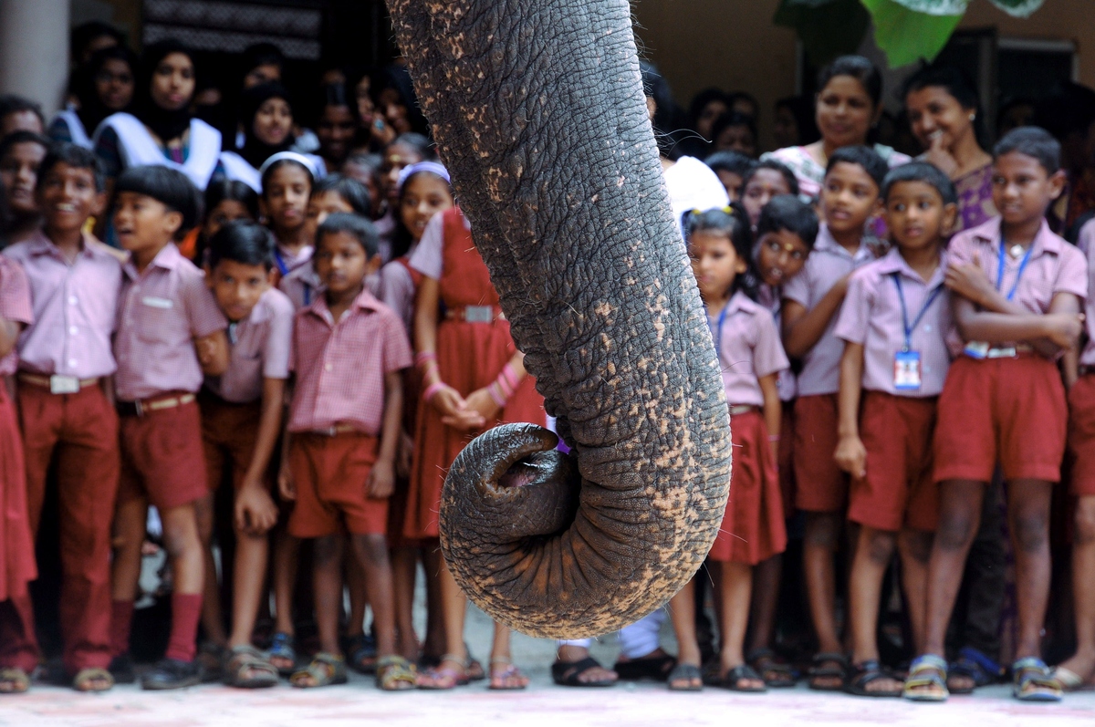 best elephants photographs  31