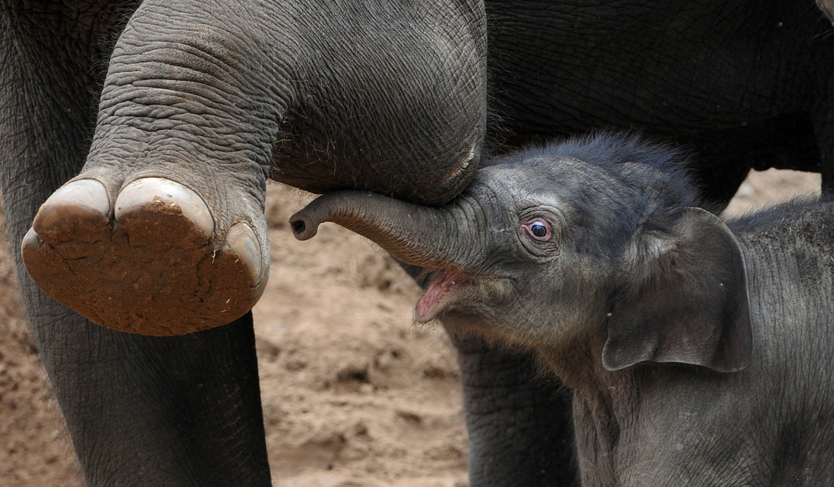 best elephants photographs  32