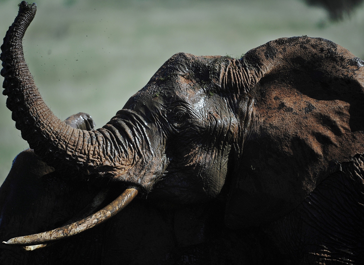 best elephants photographs  33