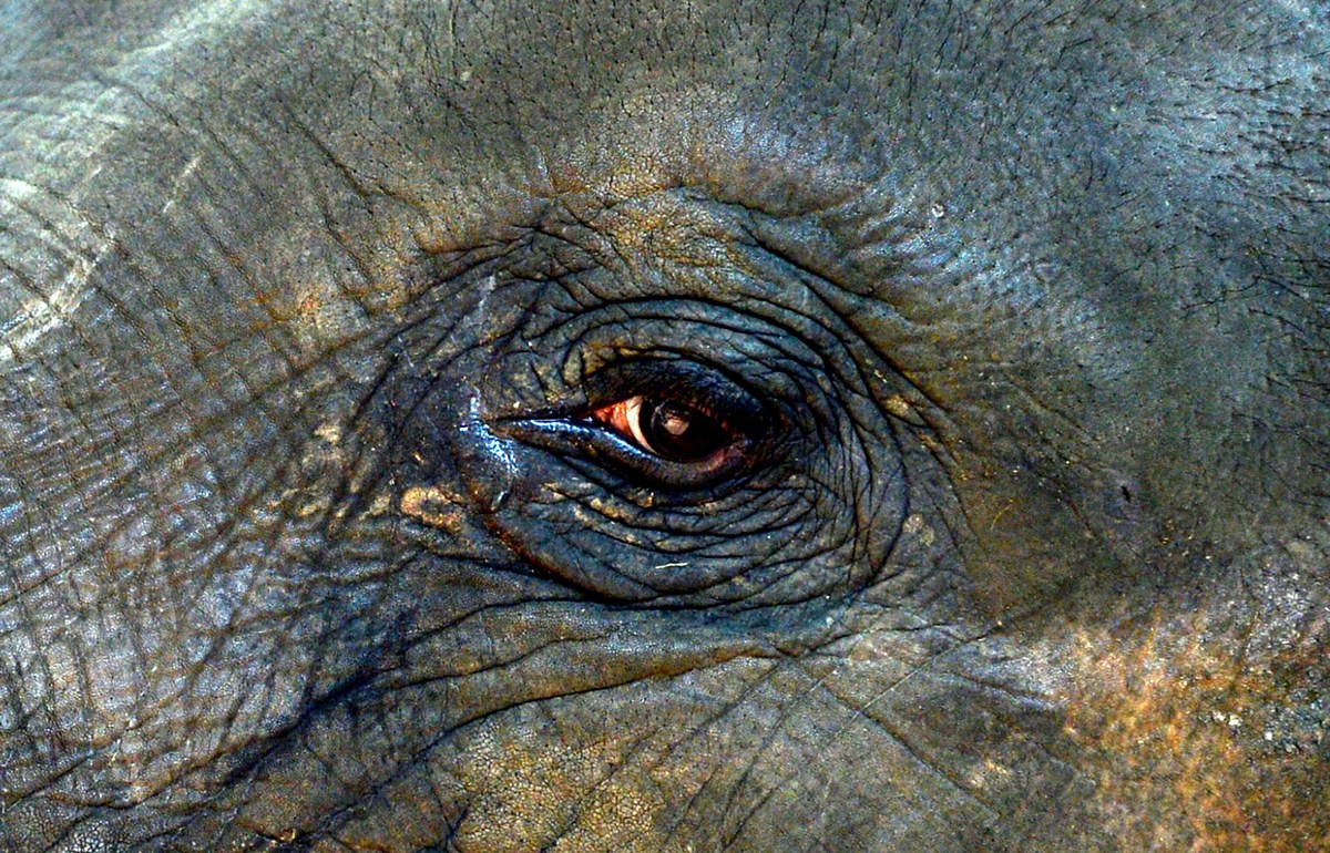 best elephants photographs  34