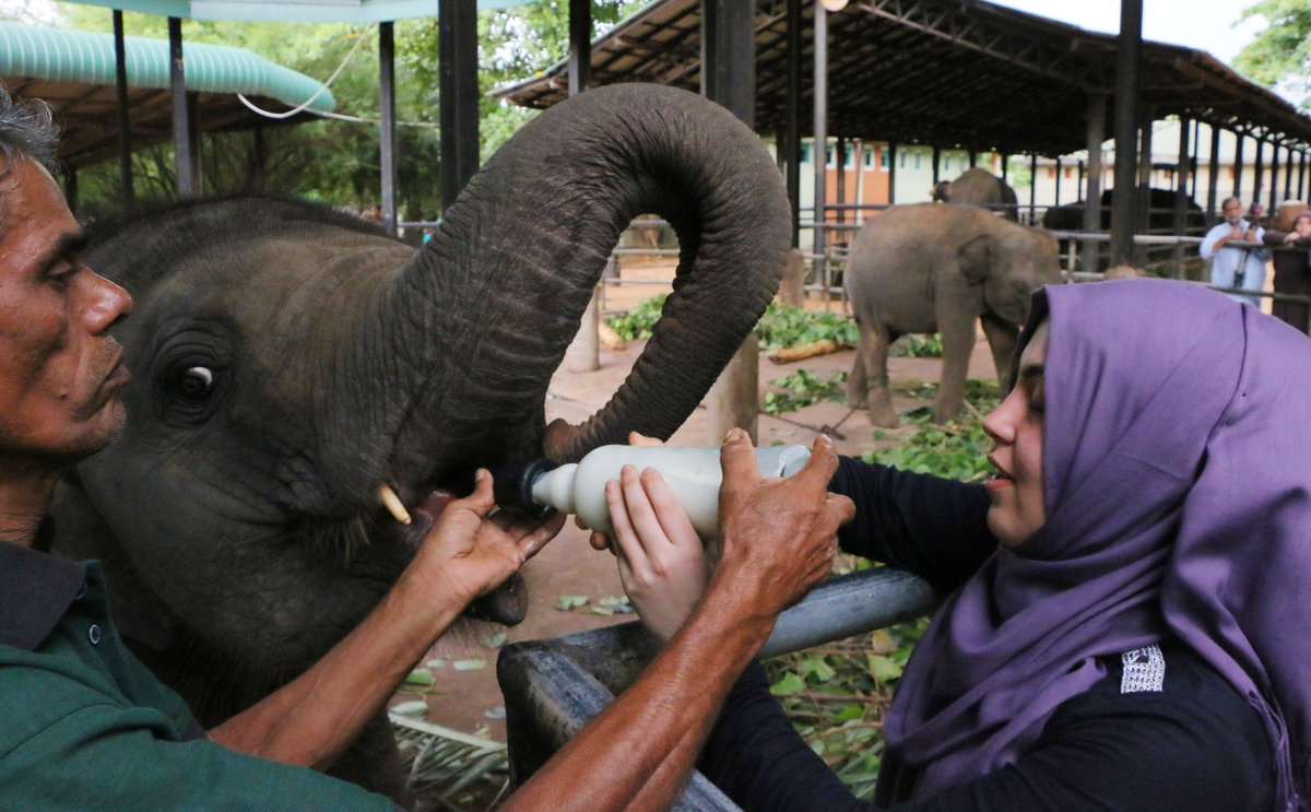 best elephants photographs  35