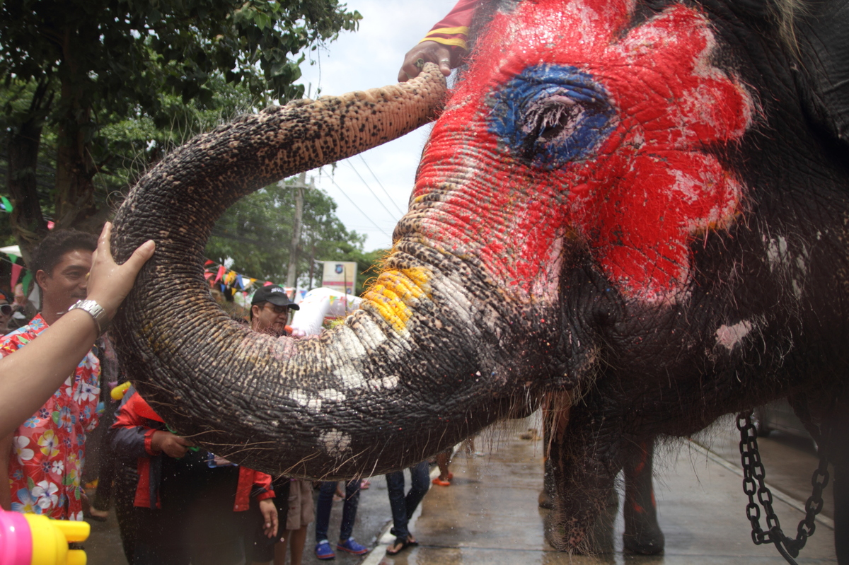 best elephants photographs  36