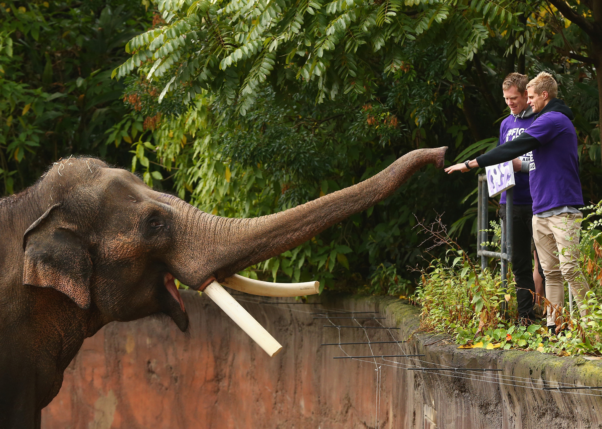 best elephants photographs  37