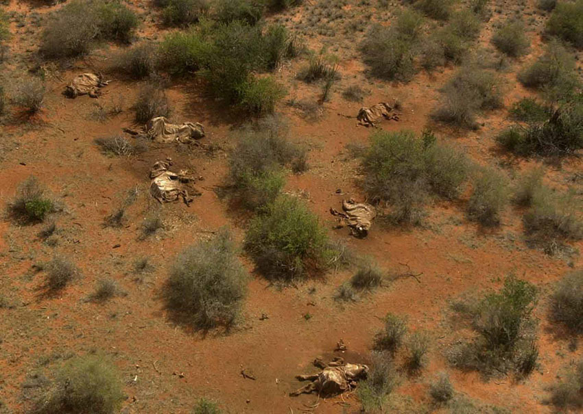 POACHED ELEPHANTS LAY WHERE THEY FELL