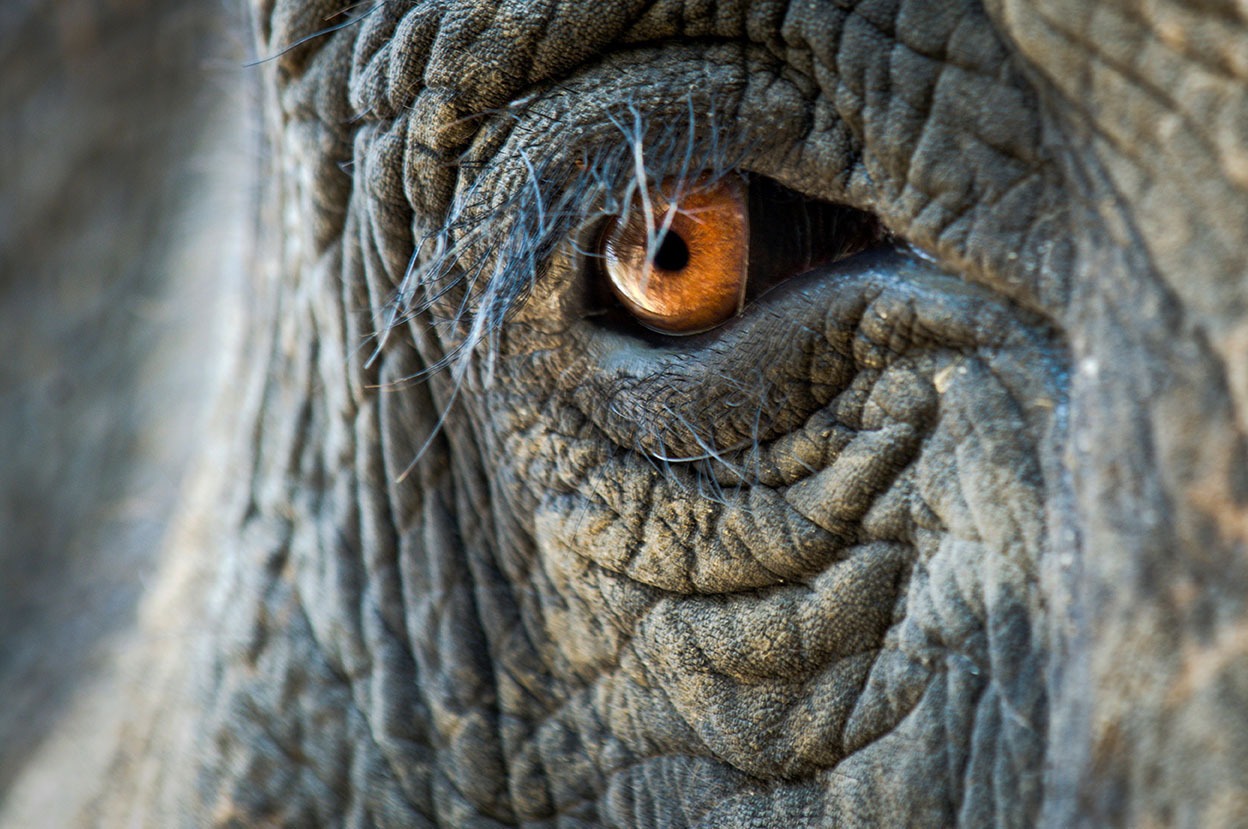 best elephants photographs 7