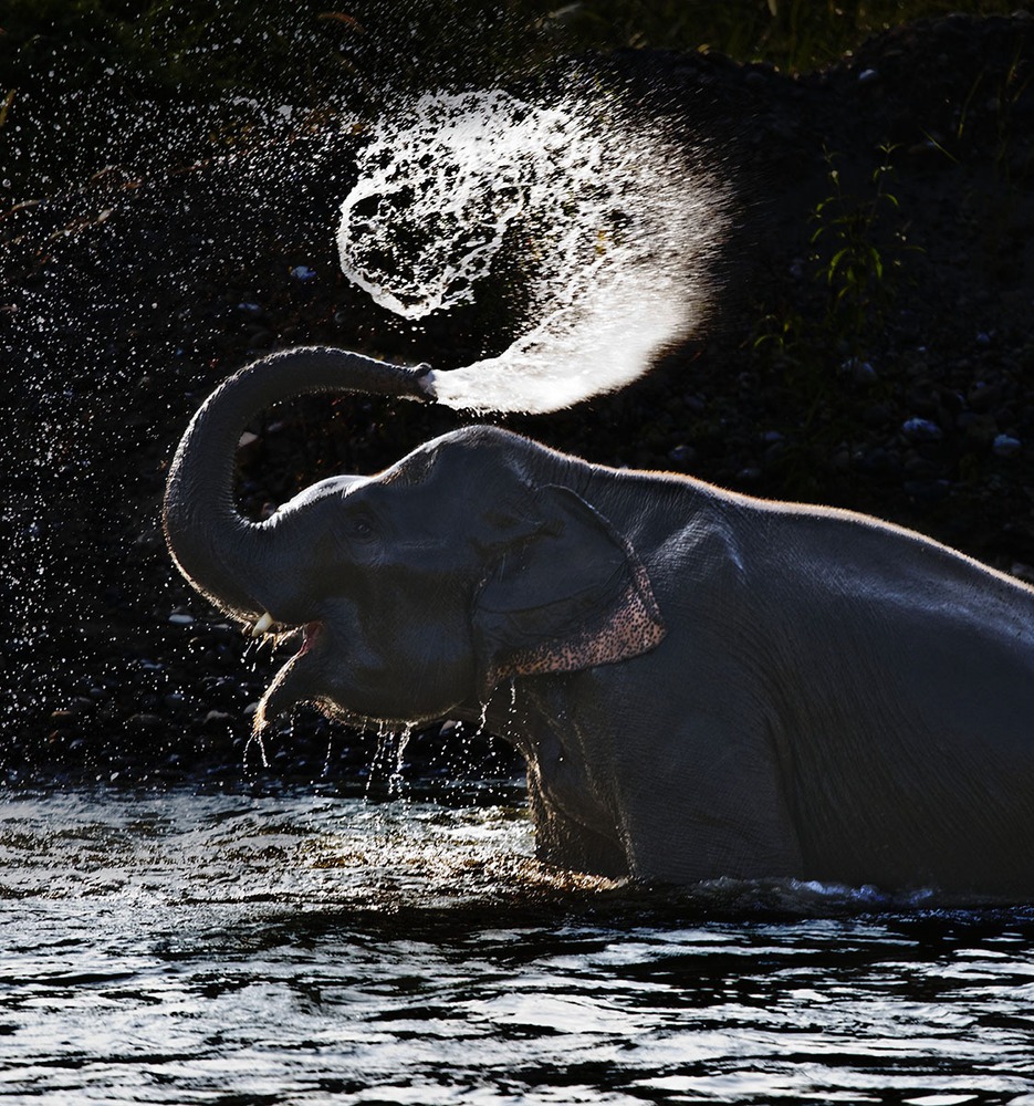 best elephants photographs  9