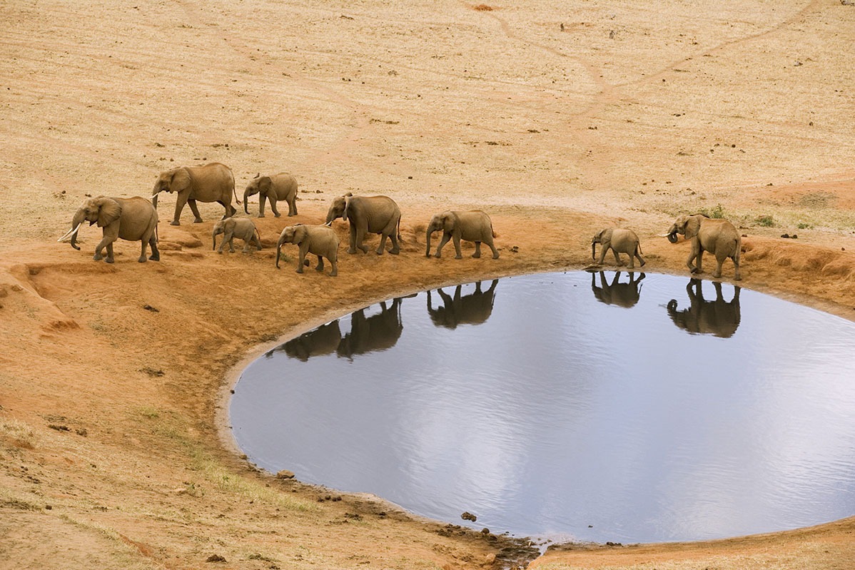 best elephants photographs