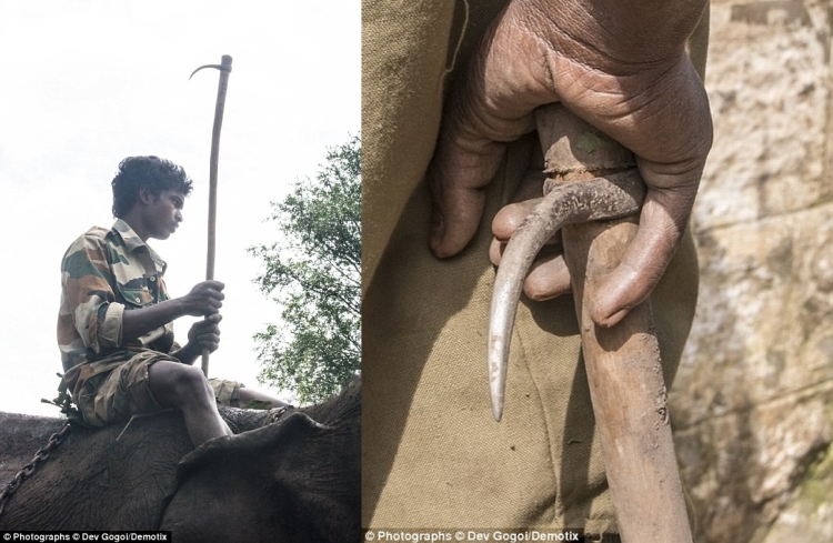 Ankush - a torture tool -a wooden stick with a steel hook foxed at one end