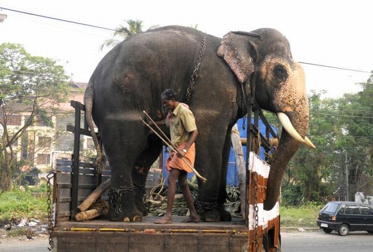 elephant transportation