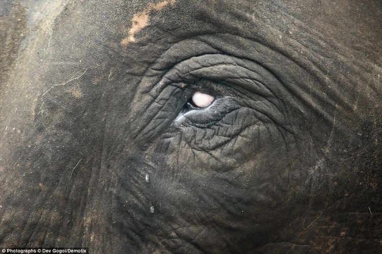 elephants in kerala