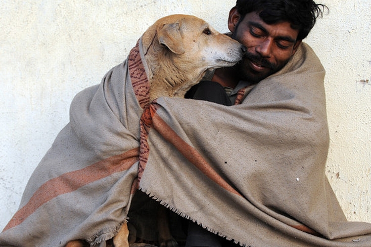 stray dogs delhi