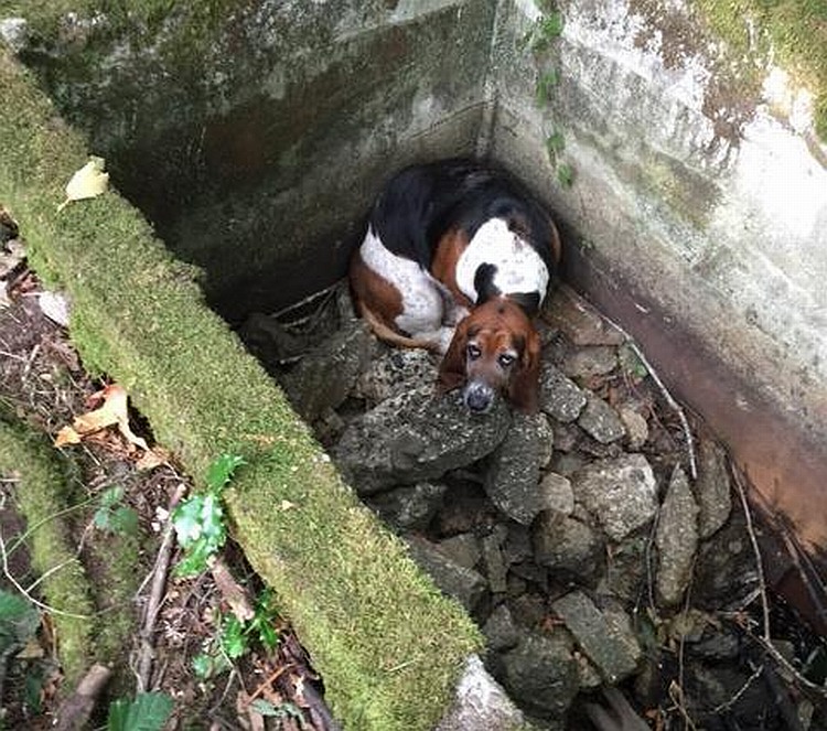 Dog falls into cistern