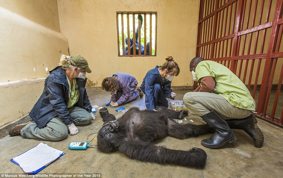 Gorilla care by Marcus Westberg