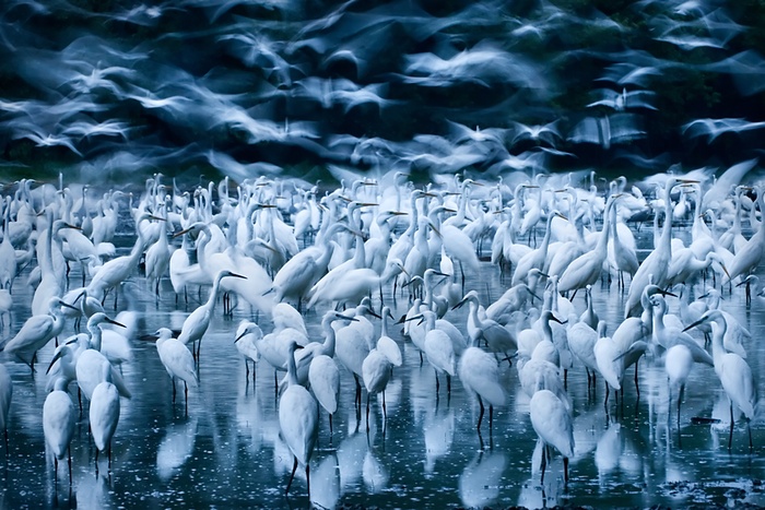Great egret awakening by Zsolt Kudich