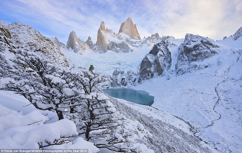 Jagged peace by Floris van Breugel