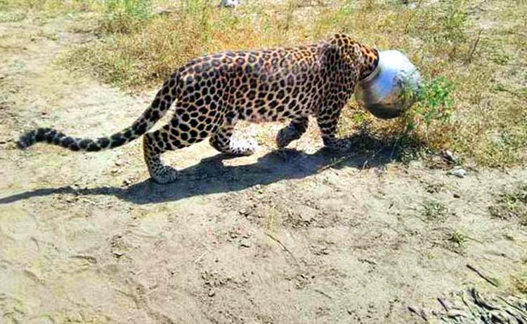 Leopard gets his head stuck in utensil while trying to drink water  