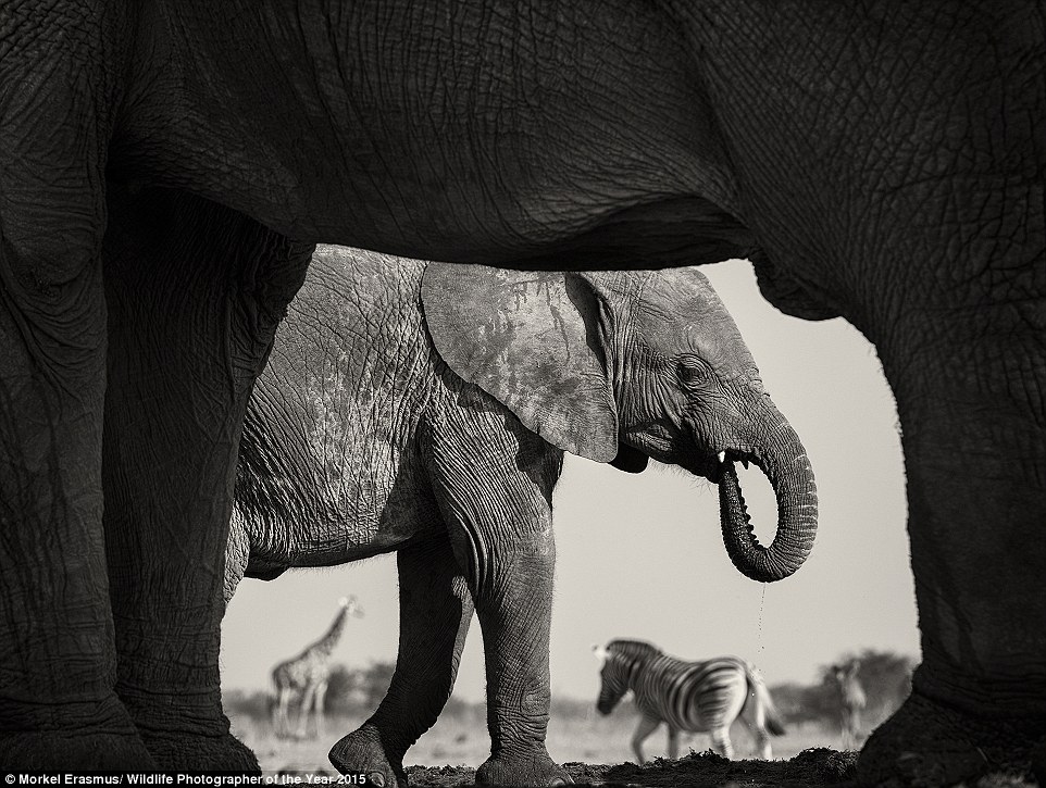 Natural frame by Morkel Erasmus