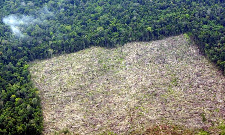Deforestated land in Indragiri Hulu