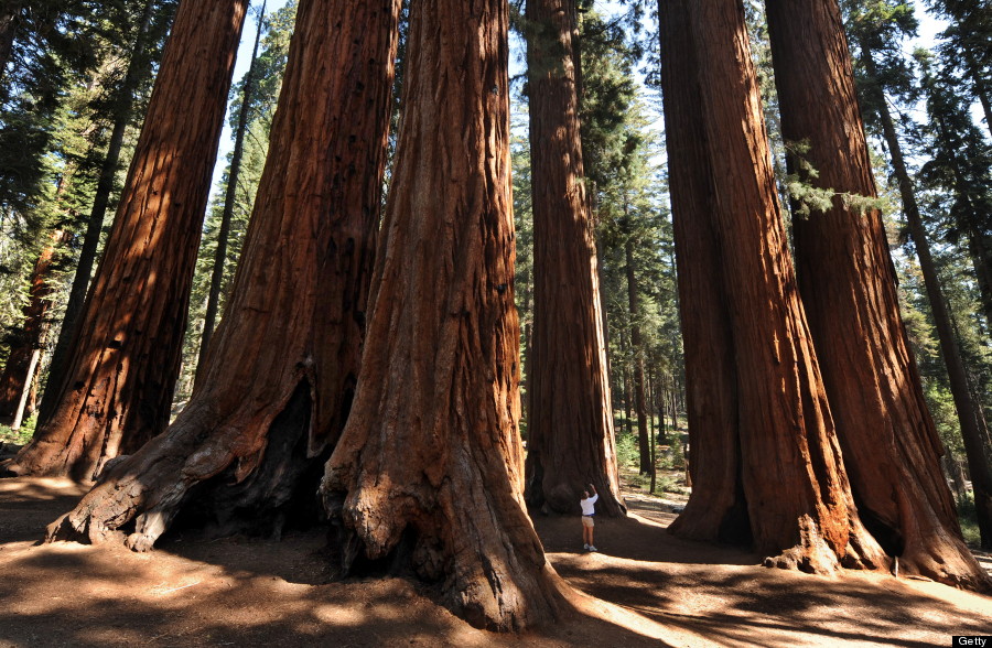 A woman stands amongst a grove of a Gian