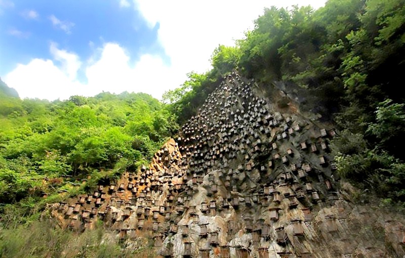 Shennongjia forestry reserve beehives 10