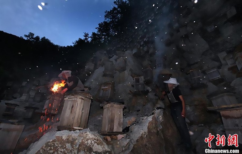 Shennongjia forestry reserve beehives 2