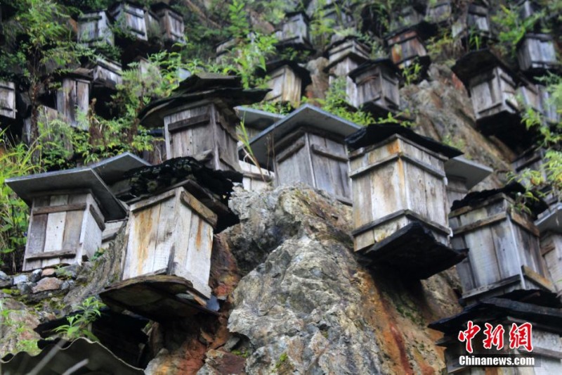 Shennongjia forestry reserve beehives 23