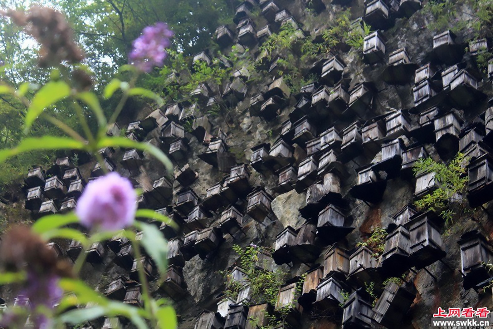 Shennongjia forestry reserve beehives 4