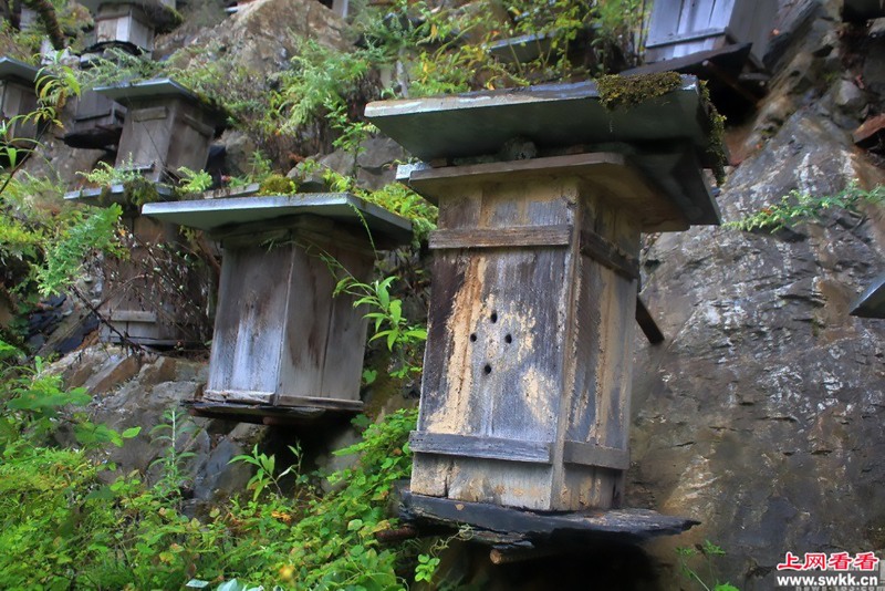 Shennongjia forestry reserve beehives 5