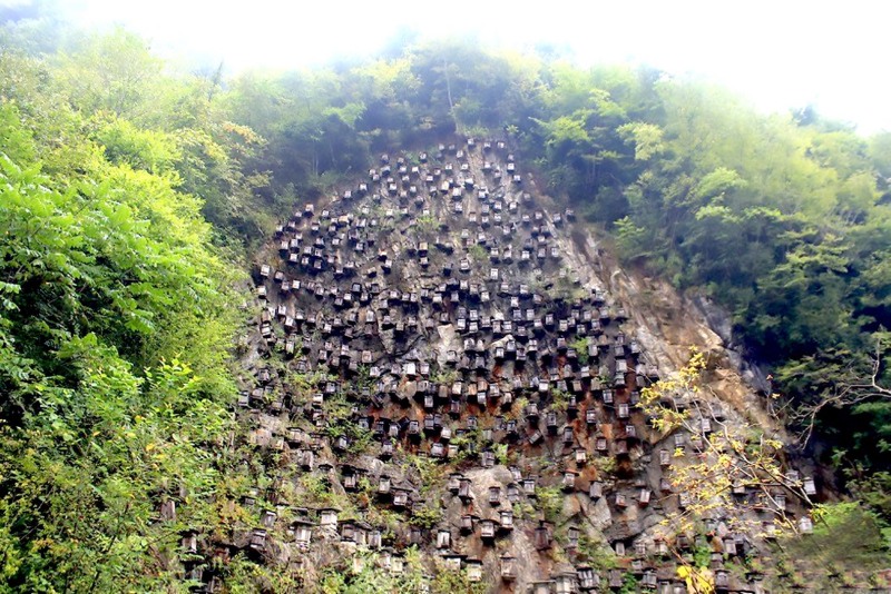 Shennongjia forestry reserve beehives 6