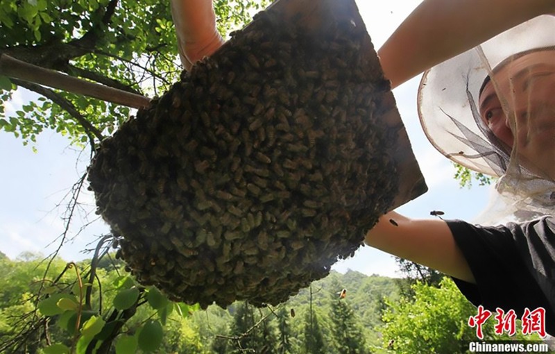 Shennongjia forestry reserve beehives 8