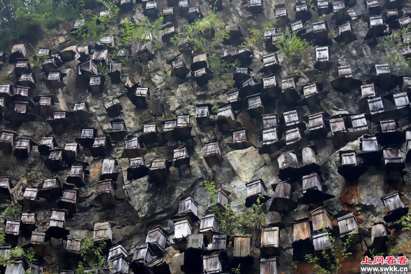 Shennongjia forestry reserve beehives 9