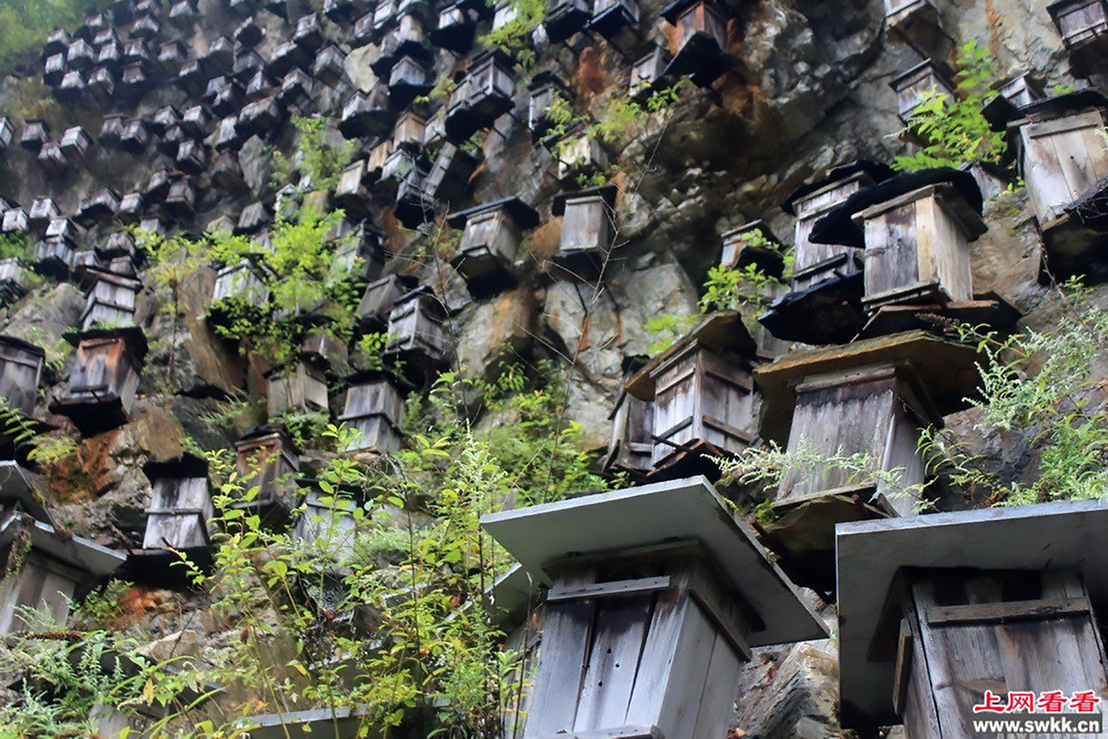 Shennongjia forestry reserve beehives