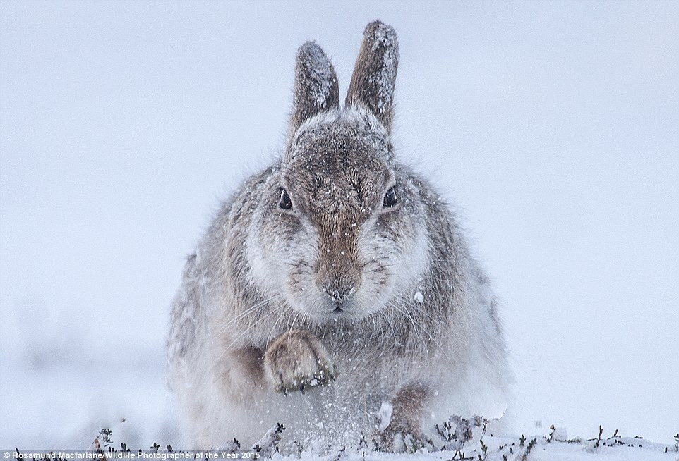 Snow hare by Rosamund Macfarlane