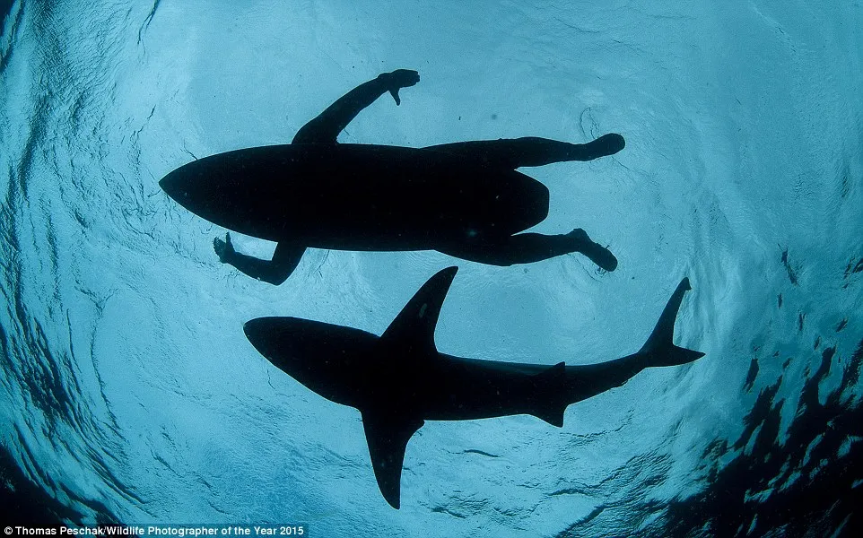 The shark surfer by Thomas P Peschak