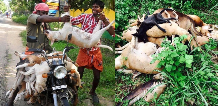 kerala dog killing