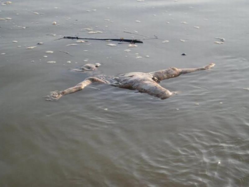 A corpse floating in the Ganges River. 2