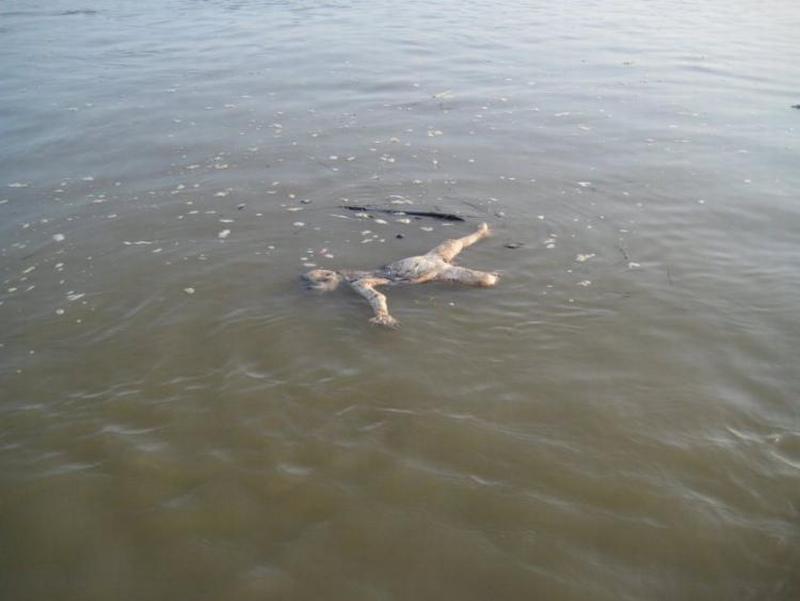 A corpse floating in the Ganges River.