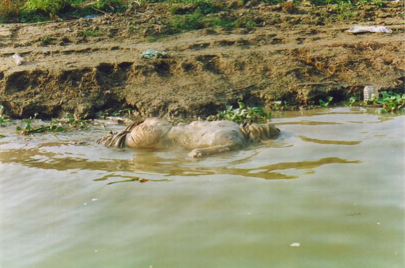 A corpse floating in the Ganges River3