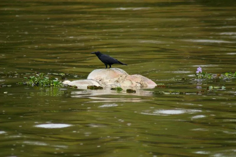 A crow standing on a floating rotting corpse