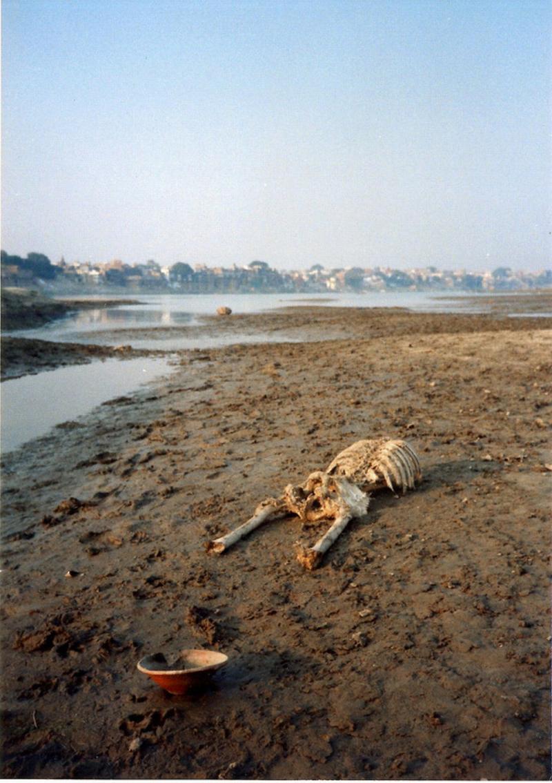 A skeleton on the shore of the Ganges River